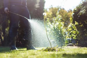 Lawn care technician applying post emergent to kill a weed in a home owners lawn