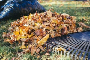 Pile of recently raked leaves ready to be bagged and removed