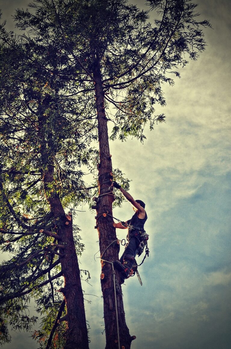 Skilled tree climber near the top of a tree in the process of being removed