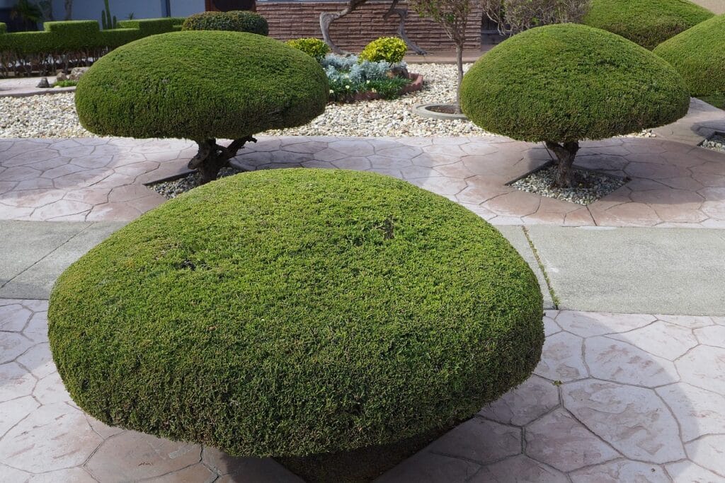 trees, trimmed, shaped-92222.jpg