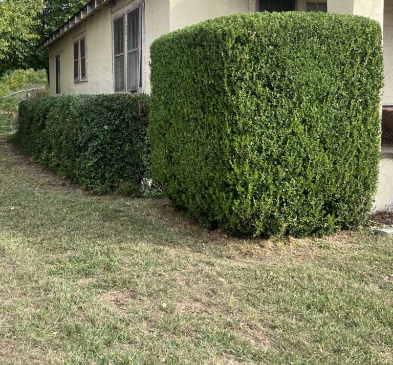 Recently pruned shrubs in front of residential property cut into square shapes