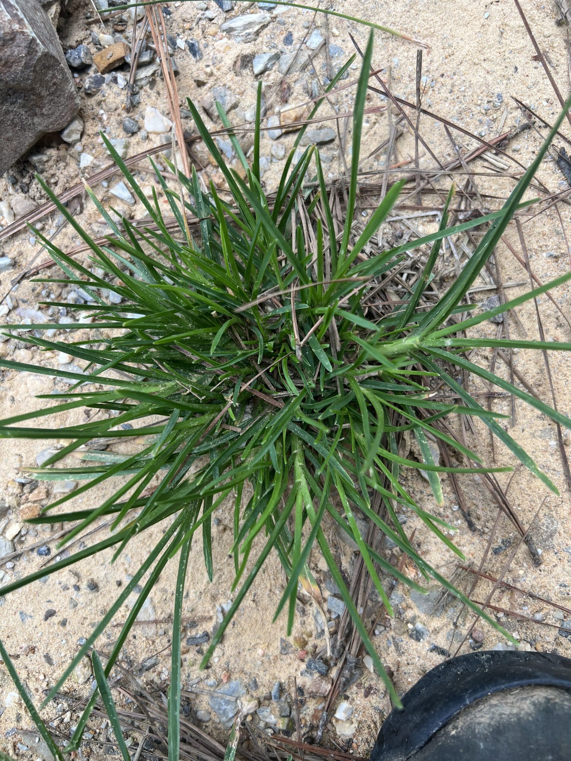 How to identify goose grass. – Advance Lawn Care