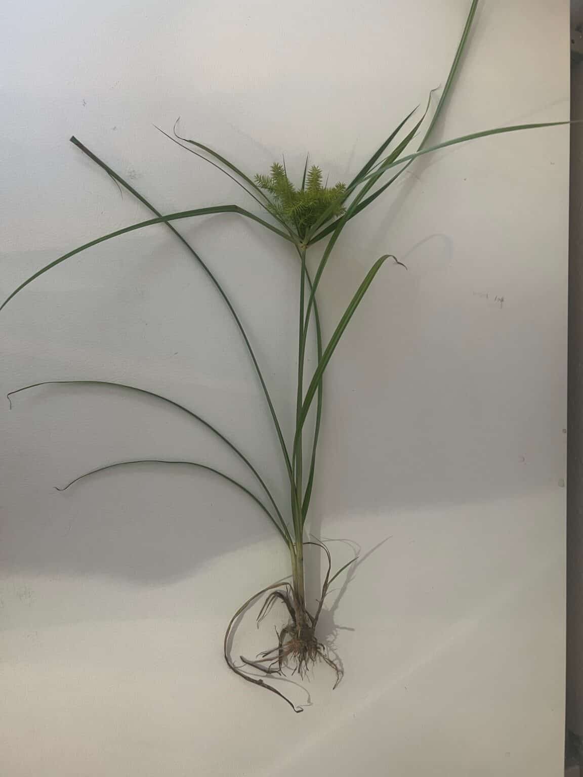 What does Nutsedge look like? Advance Lawn Care